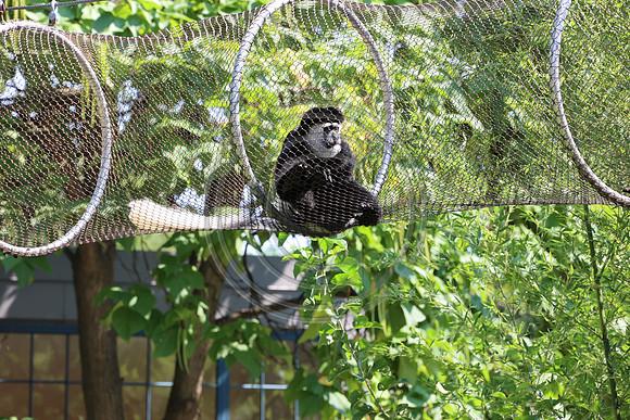 KTIN9586. Philadelphia Zoo 08112024 ktiplaura@gmail.com