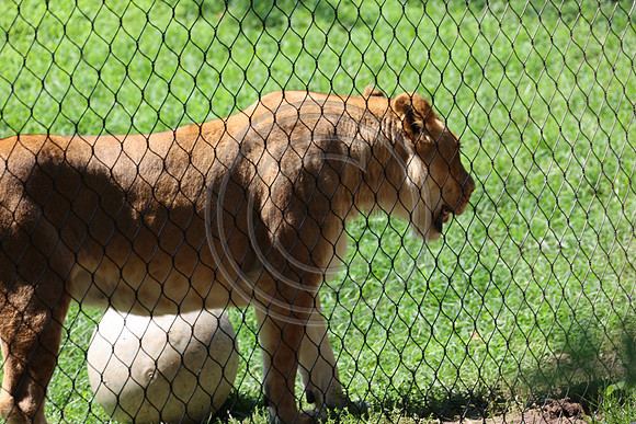 KTIN9515. Philadelphia Zoo 08112024 ktiplaura@gmail.com