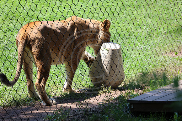 KTIN9508. Philadelphia Zoo 08112024 ktiplaura@gmail.com