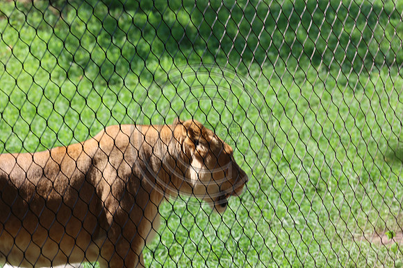 KTIN9514. Philadelphia Zoo 08112024 ktiplaura@gmail.com