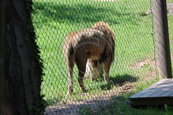 KTIN9454. Philadelphia Zoo 08112024 ktiplaura@gmail.com