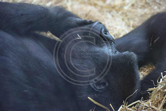 KTIN9442. Philadelphia Zoo 08112024 ktiplaura@gmail.com
