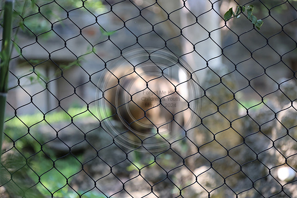 KTIN9500. Philadelphia Zoo 08112024 ktiplaura@gmail.com