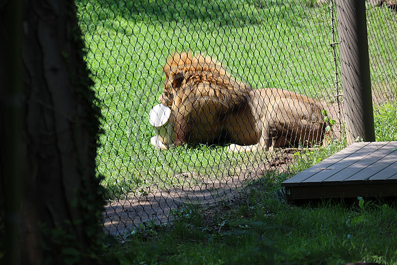 KTIN9456. Philadelphia Zoo 08112024 ktiplaura@gmail.com