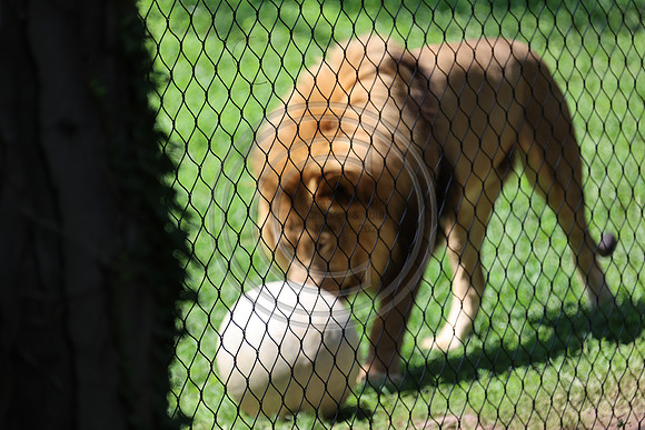 KTIN9486. Philadelphia Zoo 08112024 ktiplaura@gmail.com