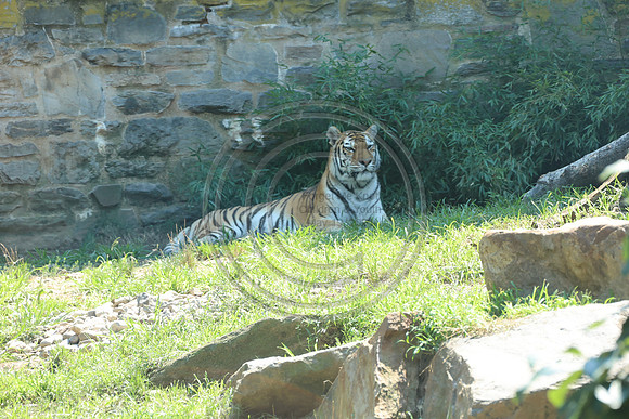 KTIN9538. Philadelphia Zoo 08112024 ktiplaura@gmail.com