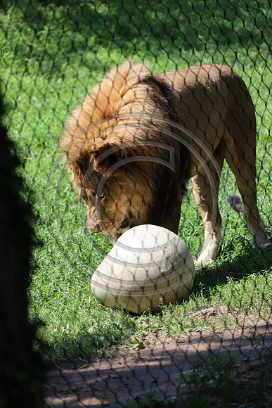 KTIN9493. Philadelphia Zoo 08112024 ktiplaura@gmail.com