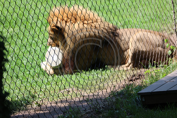 KTIN9474. Philadelphia Zoo 08112024 ktiplaura@gmail.com