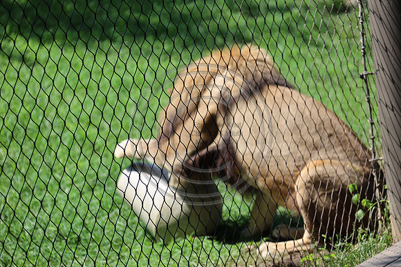 KTIN9475. Philadelphia Zoo 08112024 ktiplaura@gmail.com
