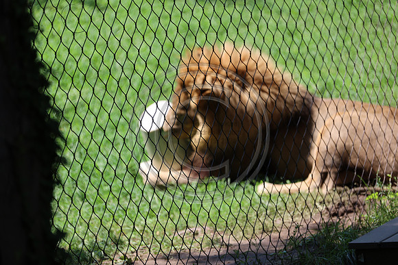 KTIN9459. Philadelphia Zoo 08112024 ktiplaura@gmail.com