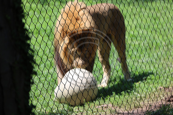KTIN9489. Philadelphia Zoo 08112024 ktiplaura@gmail.com