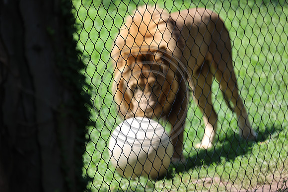 KTIN9487. Philadelphia Zoo 08112024 ktiplaura@gmail.com