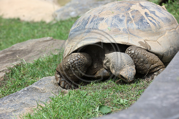 KTIN9380. Philadelphia Zoo 08112024 ktiplaura@gmail.com
